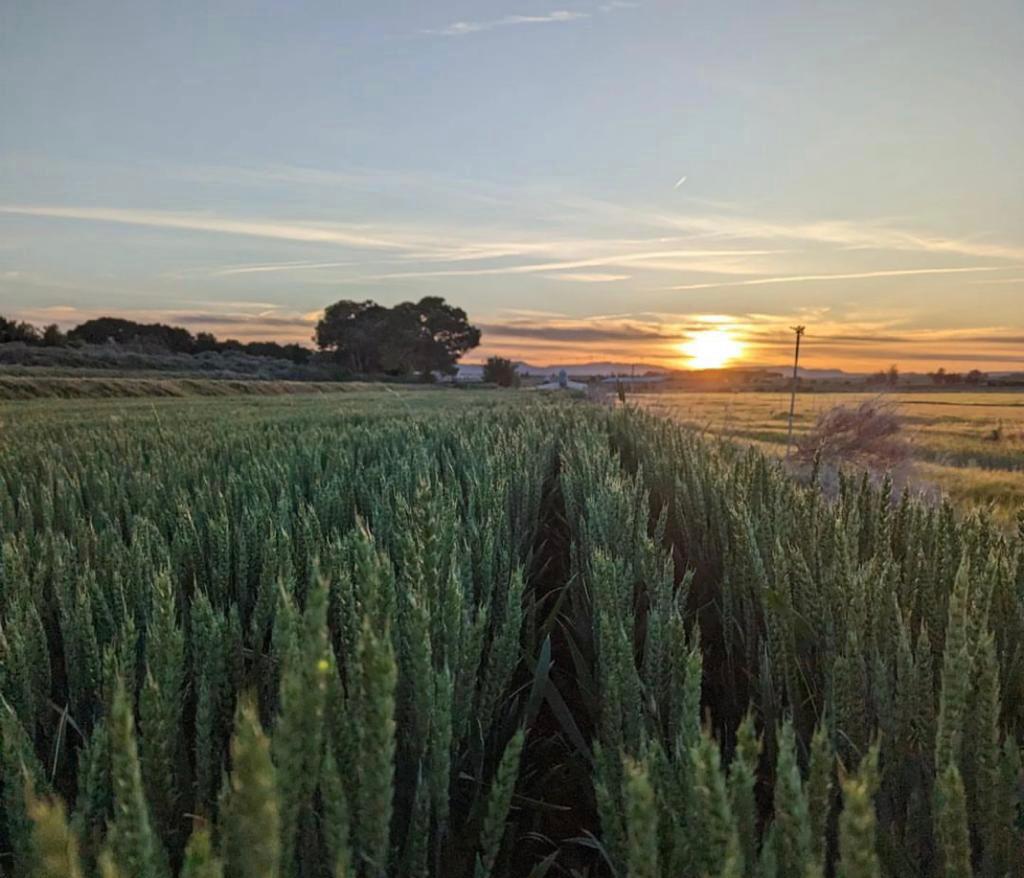 Campo de trigo en Frula (foto: Antonio Garisa López-Huerta)
