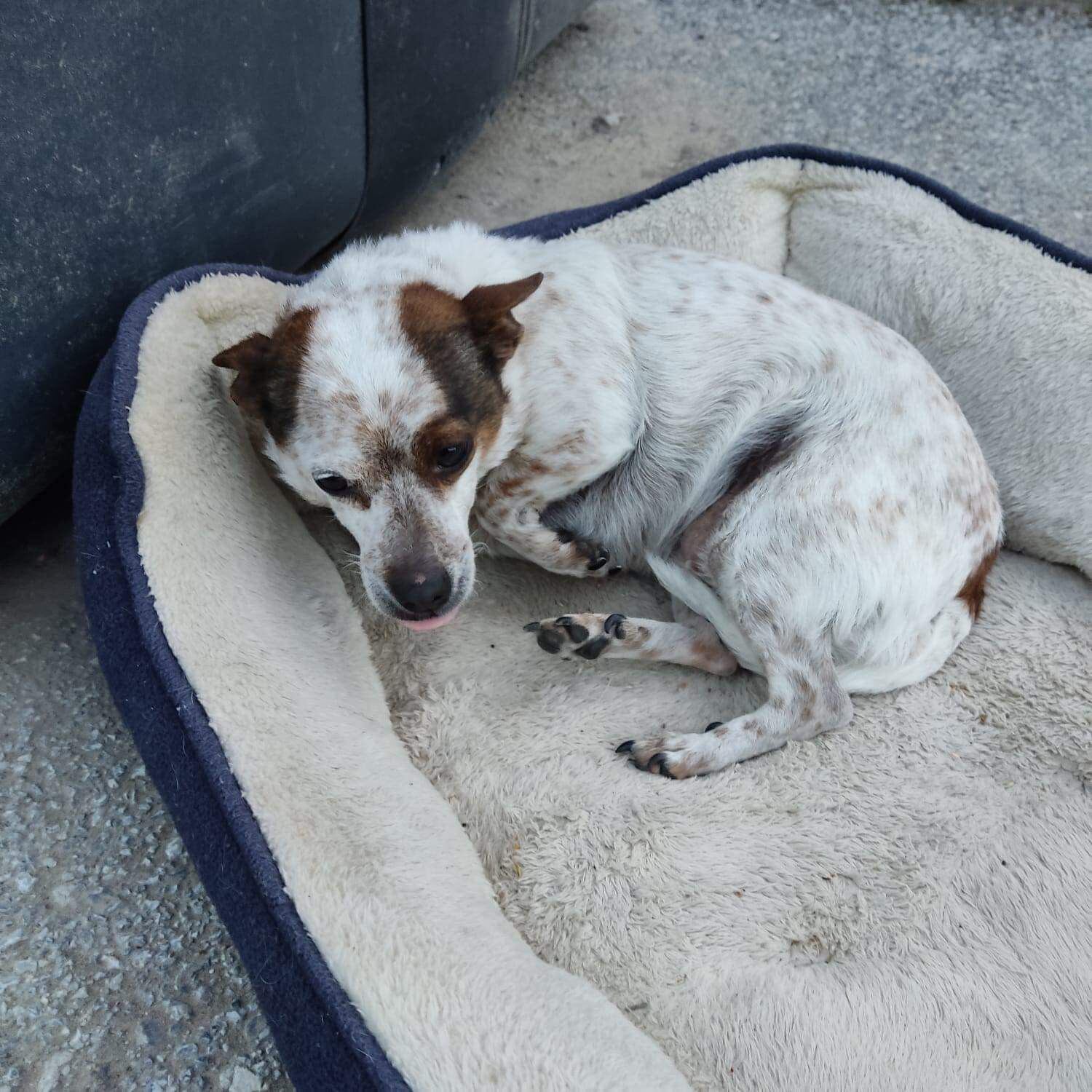 La perra abandonada en su cama, junto al contenedor donde fue recogida.