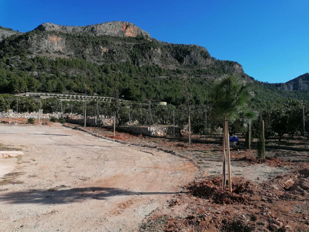Plantación de árboles en el Morabit de Marxuquera