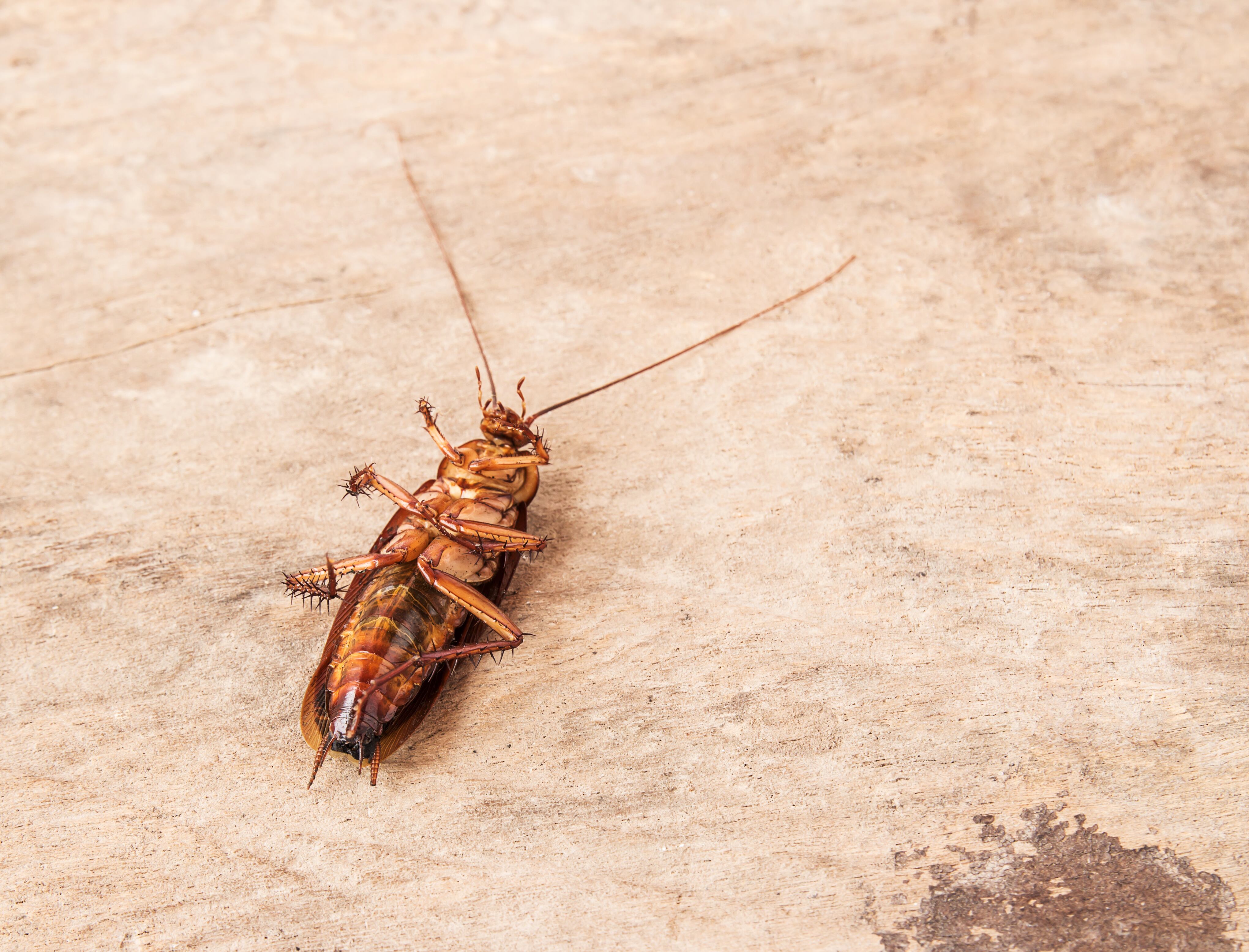 Cucaracha muerta sobre una mesa de madera vieja