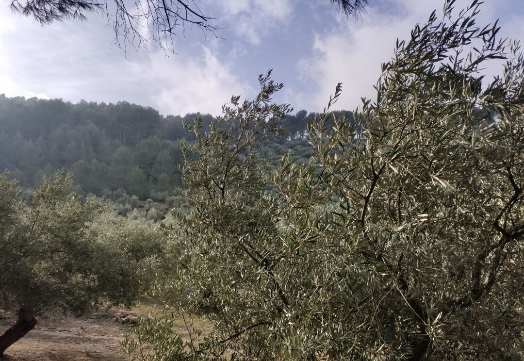 El sector se pone en pie de guerra por las condiciones planteadas por la patronal en el convenio del aceite