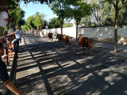 Los astados en el recorrido del encierro