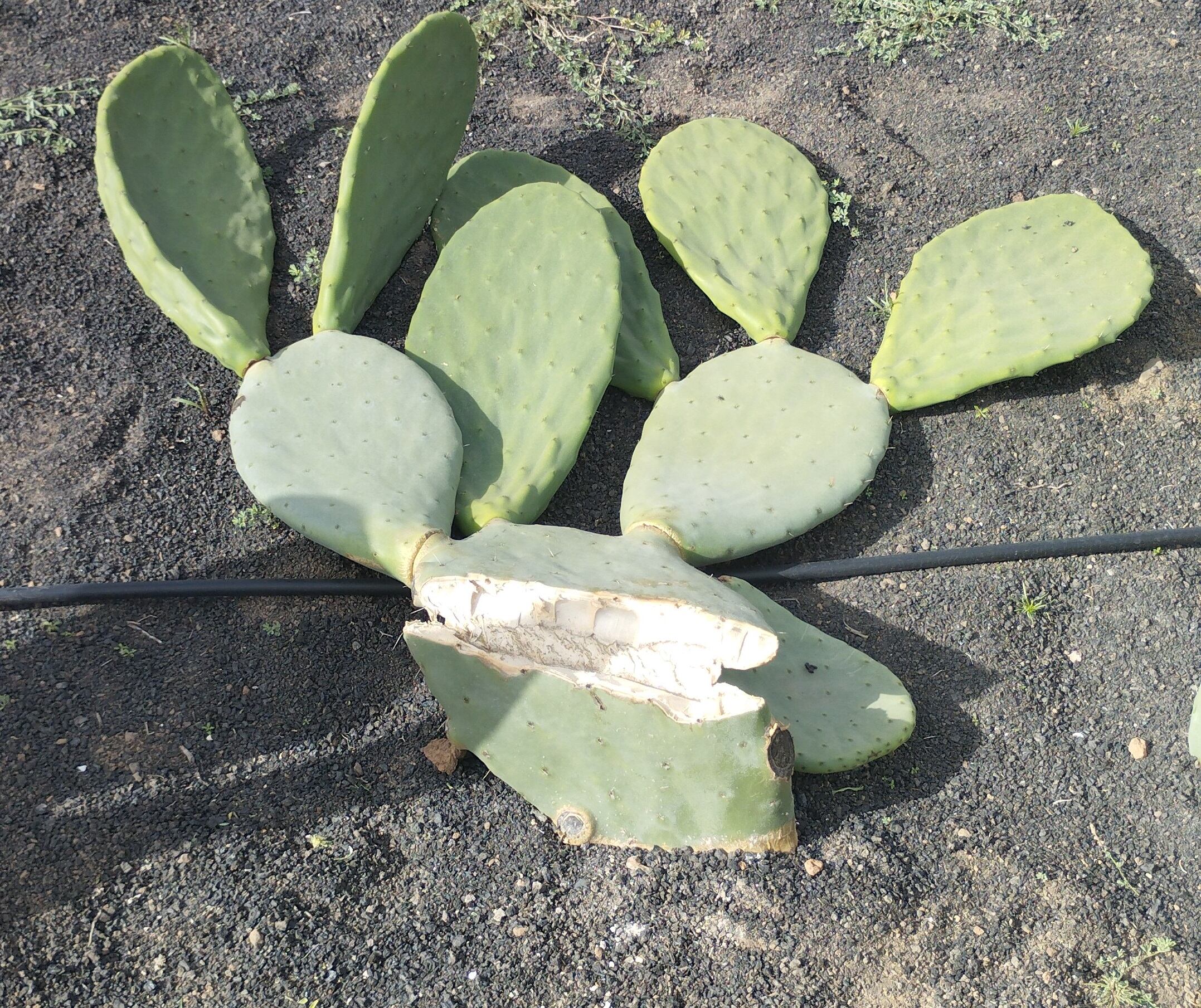 La cooperativa Re+Flota de Tías lamenta que se trate de actos de destrucción reiterados.