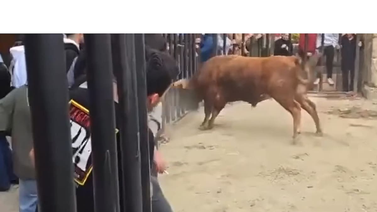 Susto en Mora de Rubielos tras escaparse un toro durante una exhibición taurina