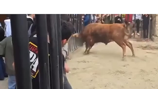 El toro, en el momento de abrir la valla