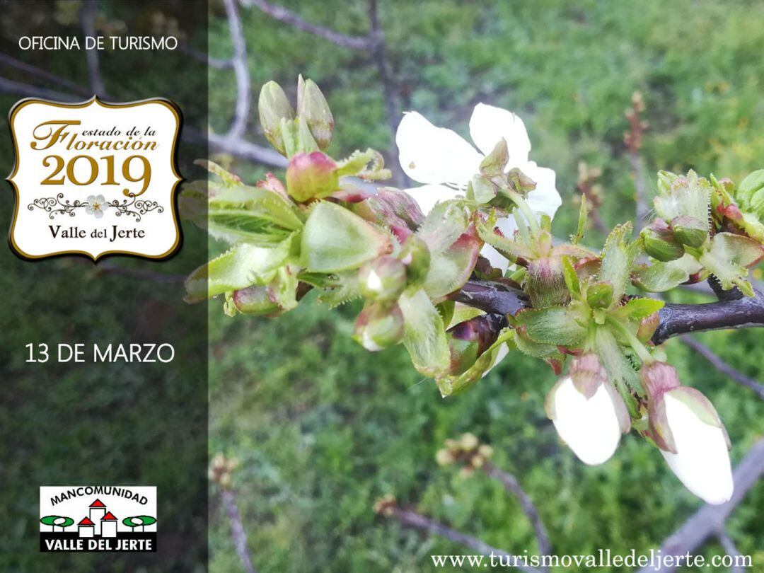 Imagen del seguimiento de la floración del cerezo de hoy de la Mancomunidad de Municipios del Valle del Jerte