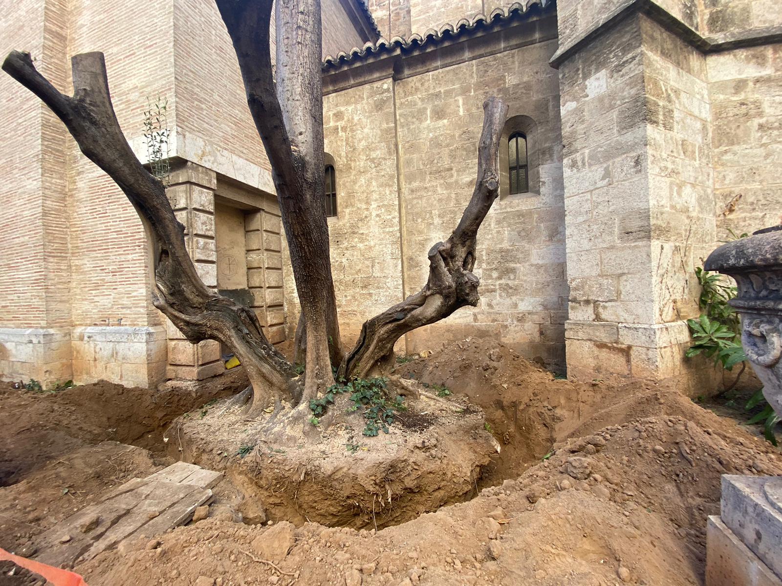 Retiran los olivos y naranjos de la Catedral de València que provocaban humedades y filtraciones en el monumento