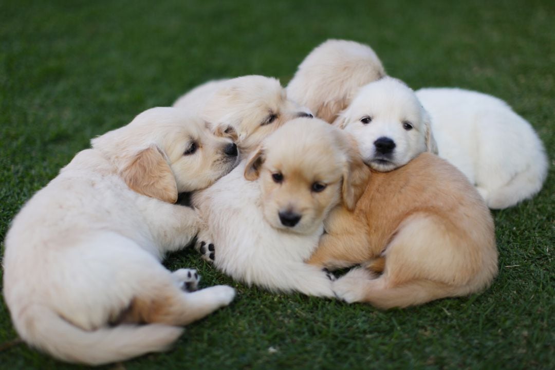 Abre en Madrid la primera cafetería en la que puedes adoptar un cachorro