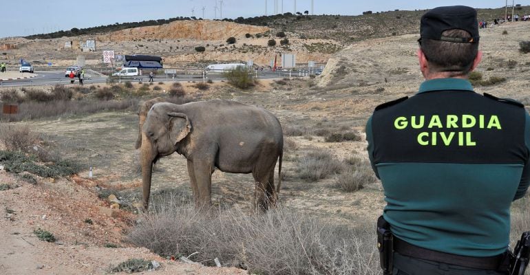 Un guardia civil vigila a uno de los elefantes tras el accidente del camión que los transportaba