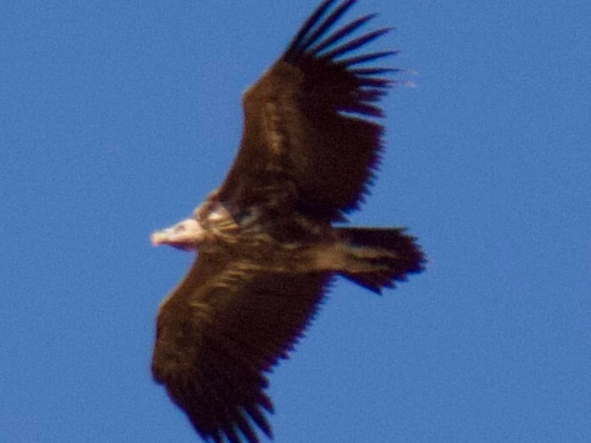 Avistan en Málaga (y por primera vez en España) una de las aves más imponentes del mundo, un buitre torgo