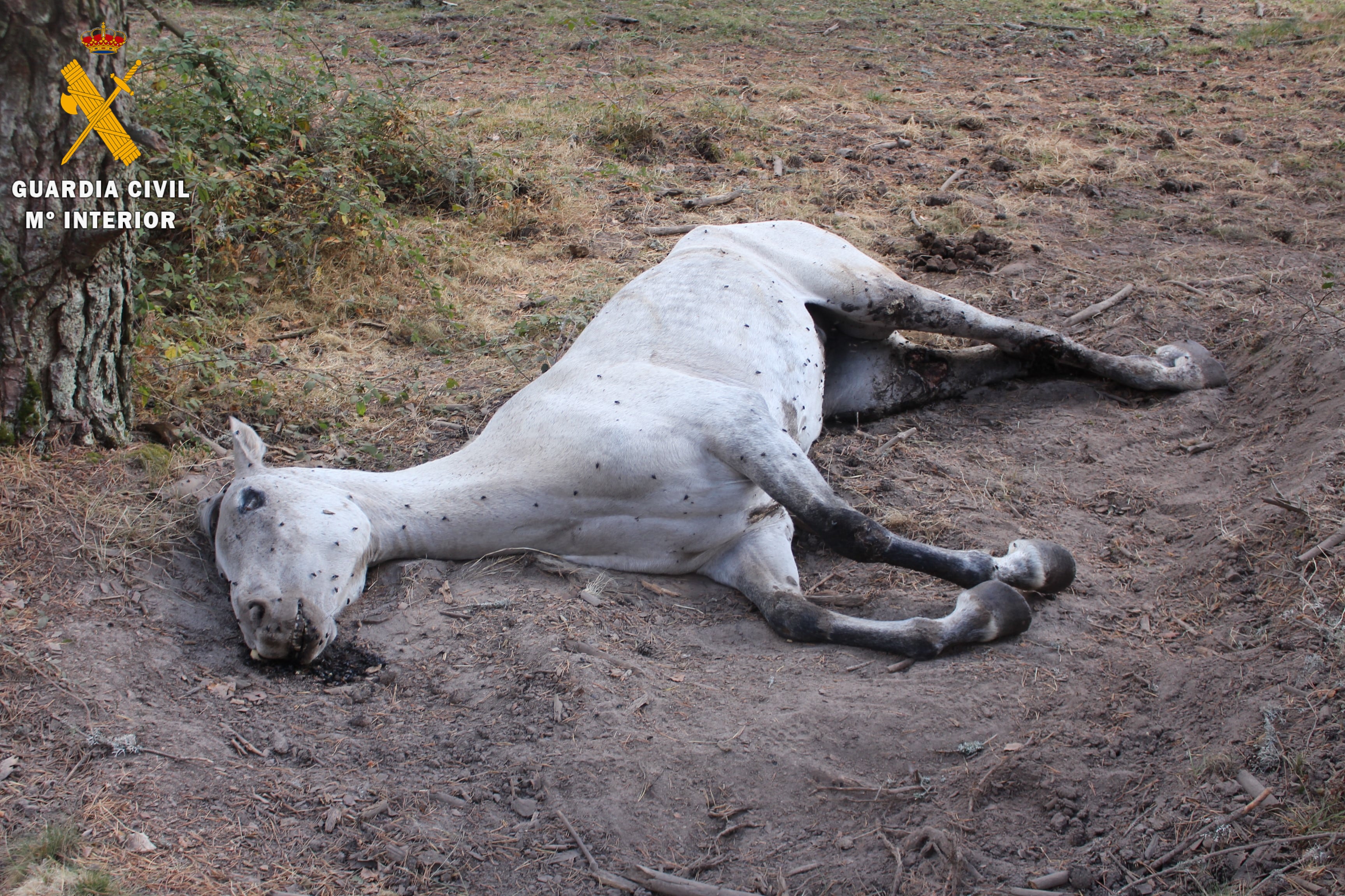 La Guardia Civil investiga a una persona a El Espinar  como presunta autora de un delito contra los animales