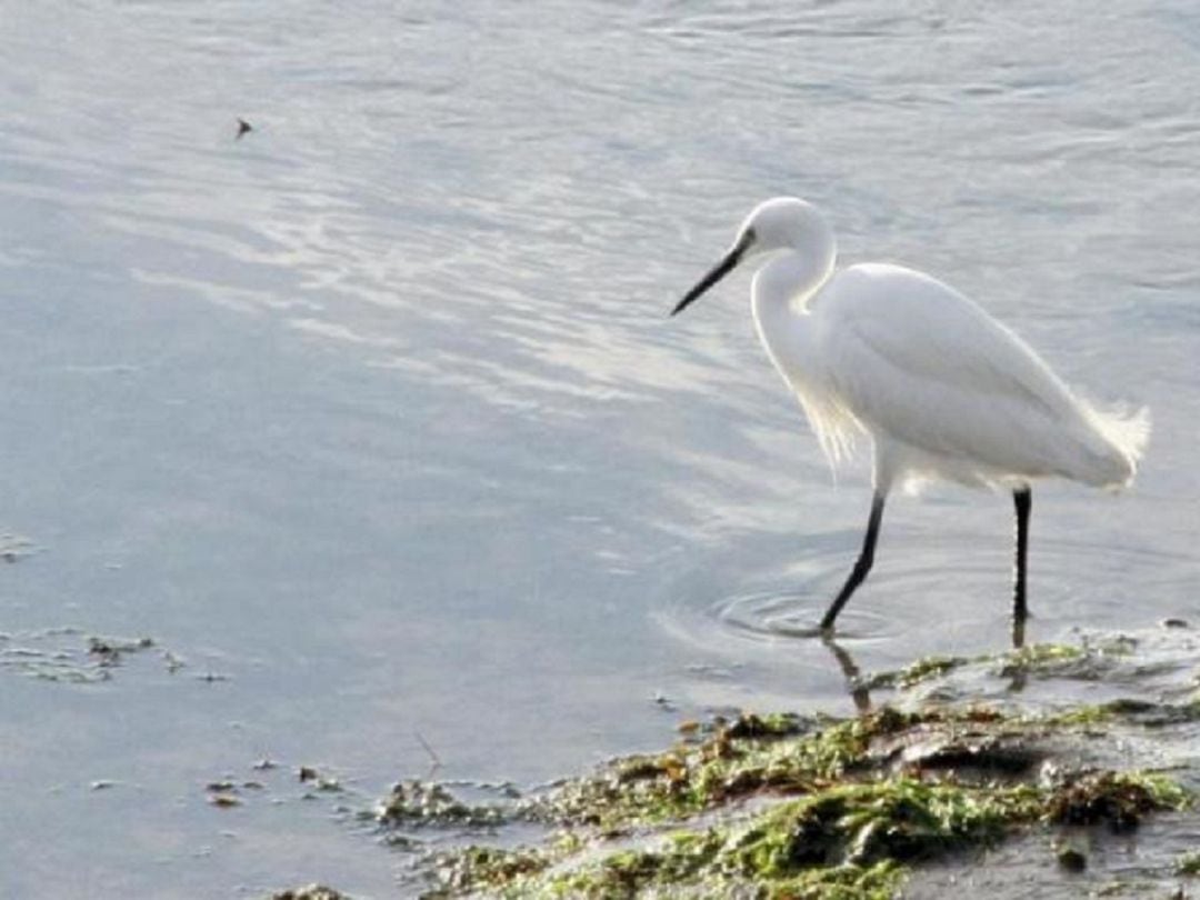 La temporada de invierno es la mejor para el avistamiento de aves en las marismas.