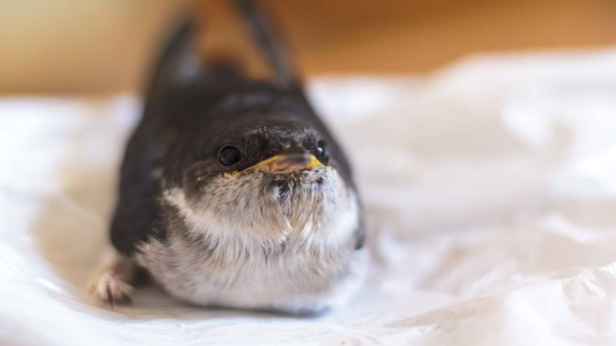 La mayor colonia de aviones comunes de León, en un colegio