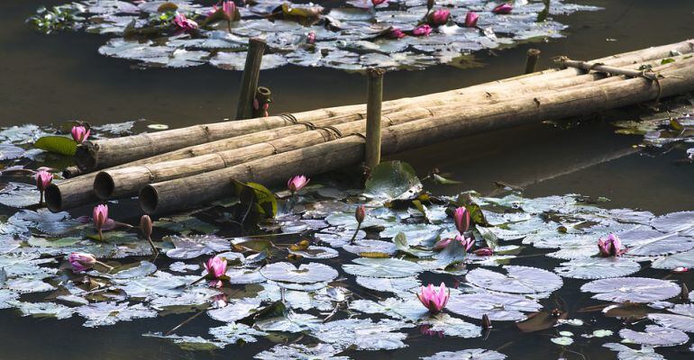 Flores de Loto sobre el agua