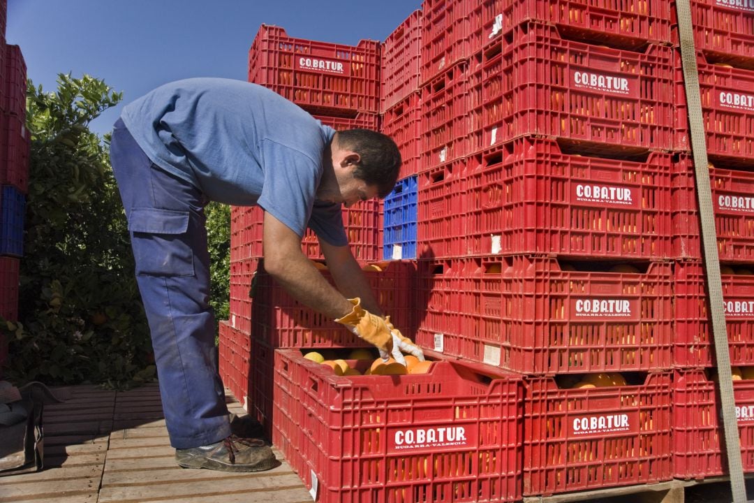 Un trabajador del campo recoge naranjas en la provincia de Valencia. 