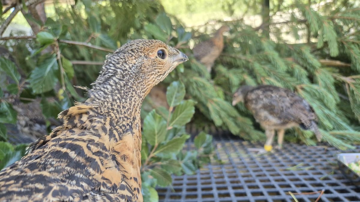 León, hacia rutas salvajes: Valsemana, la gran esperanza para recuperar desde León la población de urogallo cantábrico (14/04/2026)