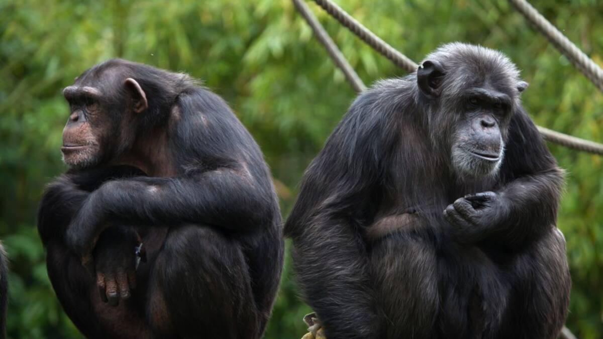 Los animales también mantienen distancia