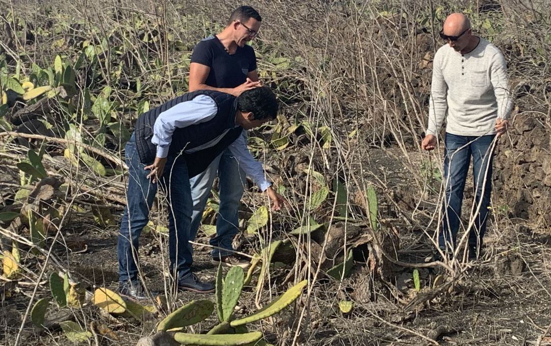 Concejales del PSOE en el Ayuntamiento de Teguise, visitando una de las fincas de tuneras en Guatiza.