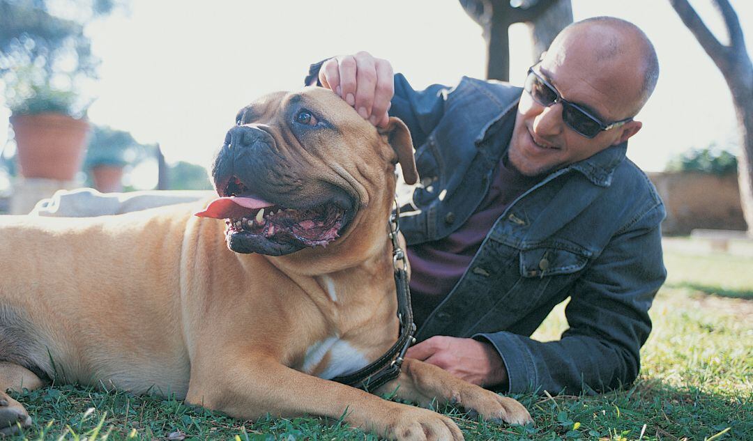 Los Pit bull terrier forman parte de la lista de razas de perros peligrosos