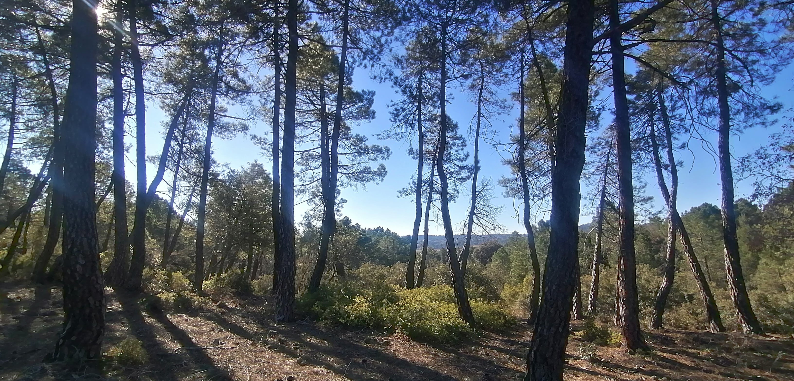 Pinares en la ruta a los Altos de Cabrejas.