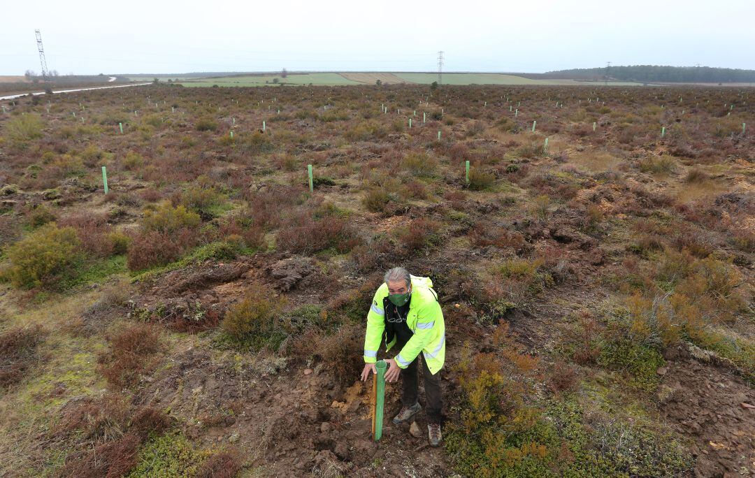 El supervisor de la plantación Land Life, Gaspar Caparó, junto a la plantación realizada en Fresno del Río (Palencia)