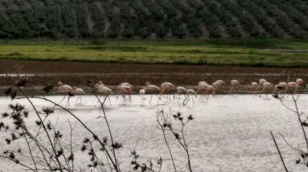 Flamencos en Andújar