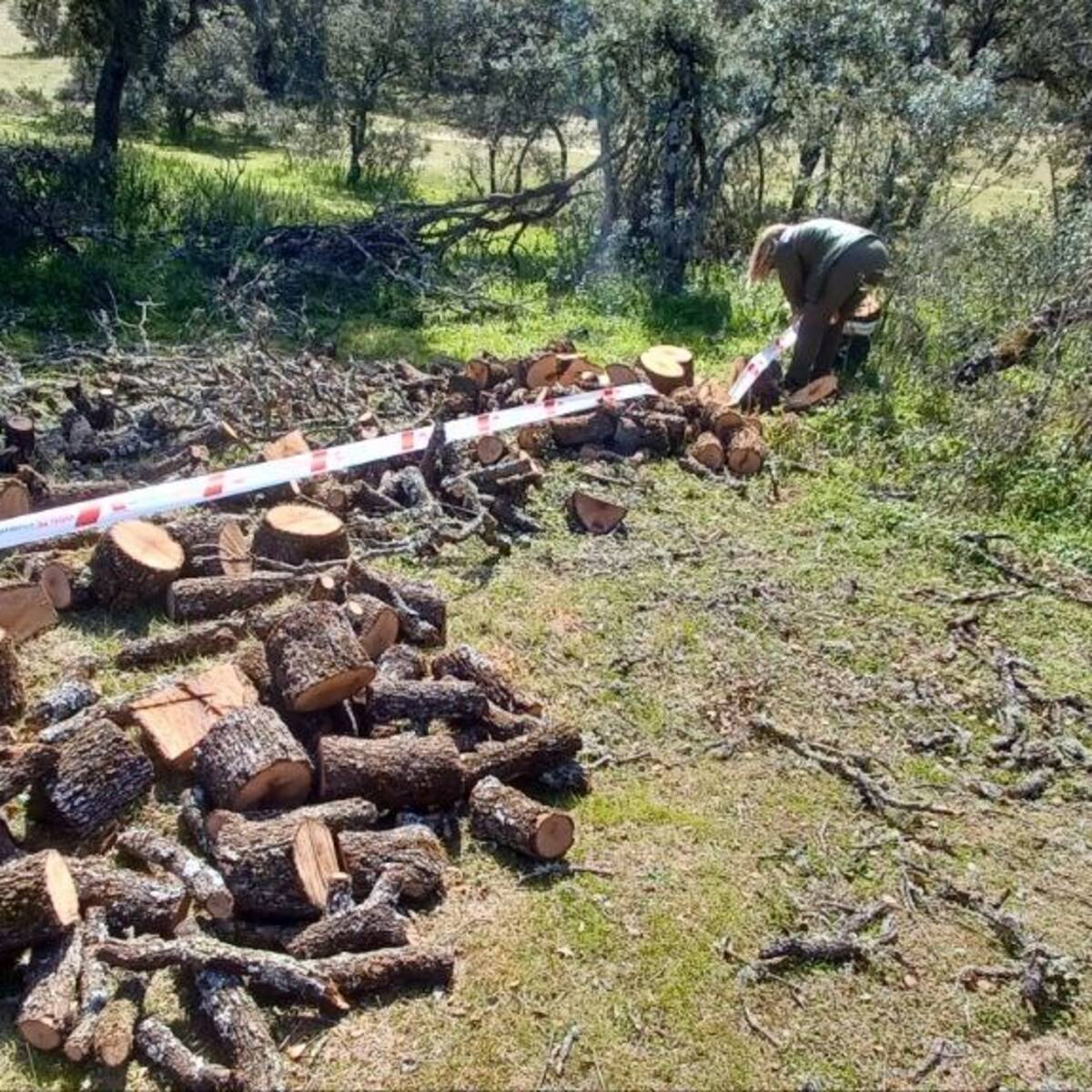 Denunciado un hombre por cortar encinas sin autorización en un monte protegido en San Sebastián de los Reyes