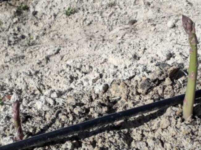 Cultivo de espárragos en Eco Huerto Sax