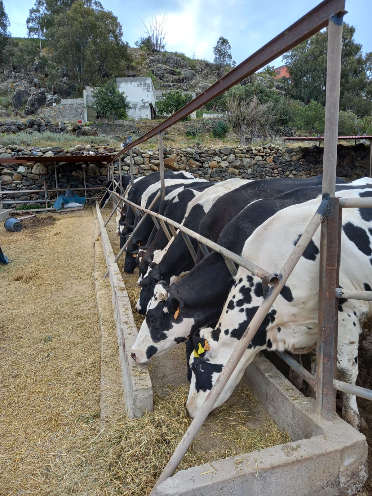 Ganadería Gran Canaria