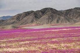 Imagen del desierto florido
