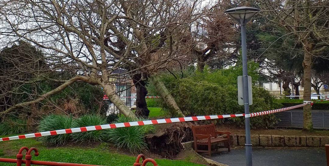 Árboles arrancados por el temporal en la Plaza de la Palloza