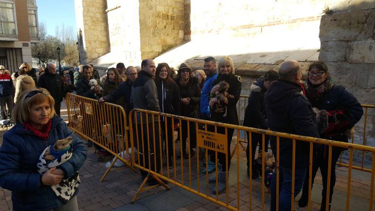 Los palentinos esperan a las puertas de San Miguel con sus mascotas para recibir la bendición por San Antón