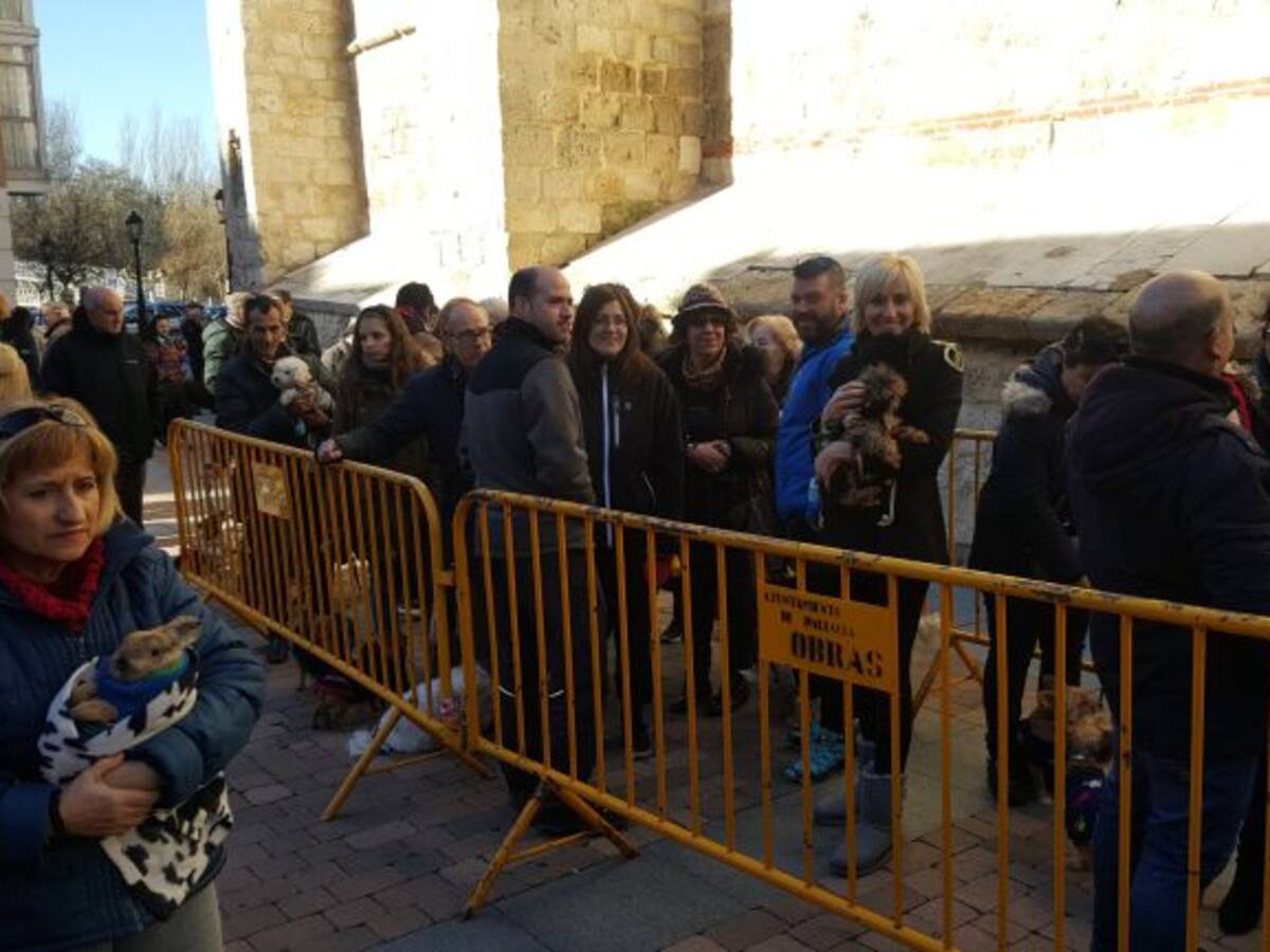 Los palentinos renuevan la tradición de San Antón con sus mascotas