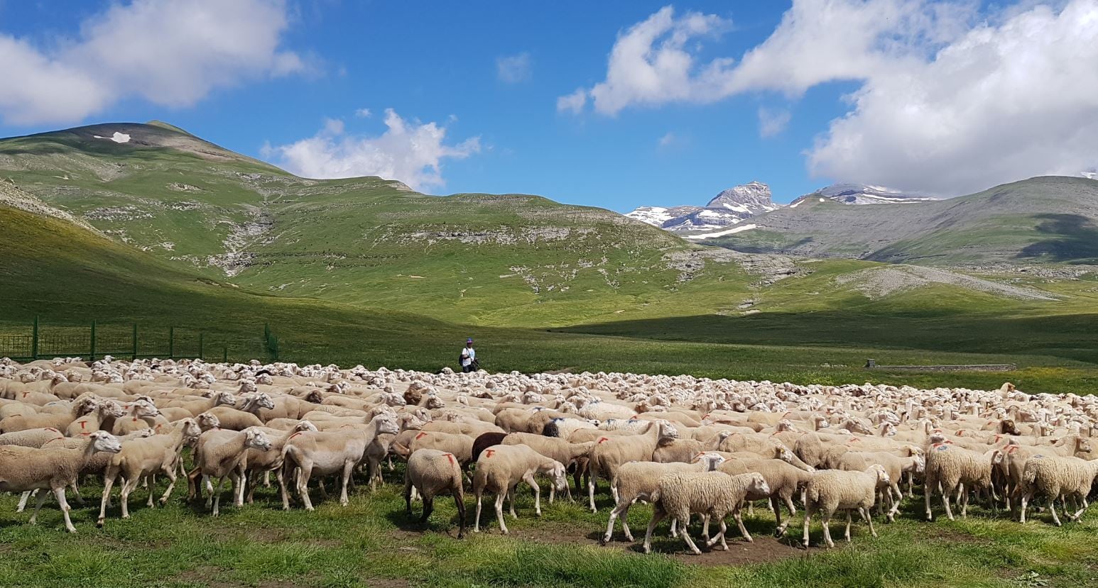 La jornada pretende visibilizar la importancia de las razas autóctonas en la ganadería extensiva