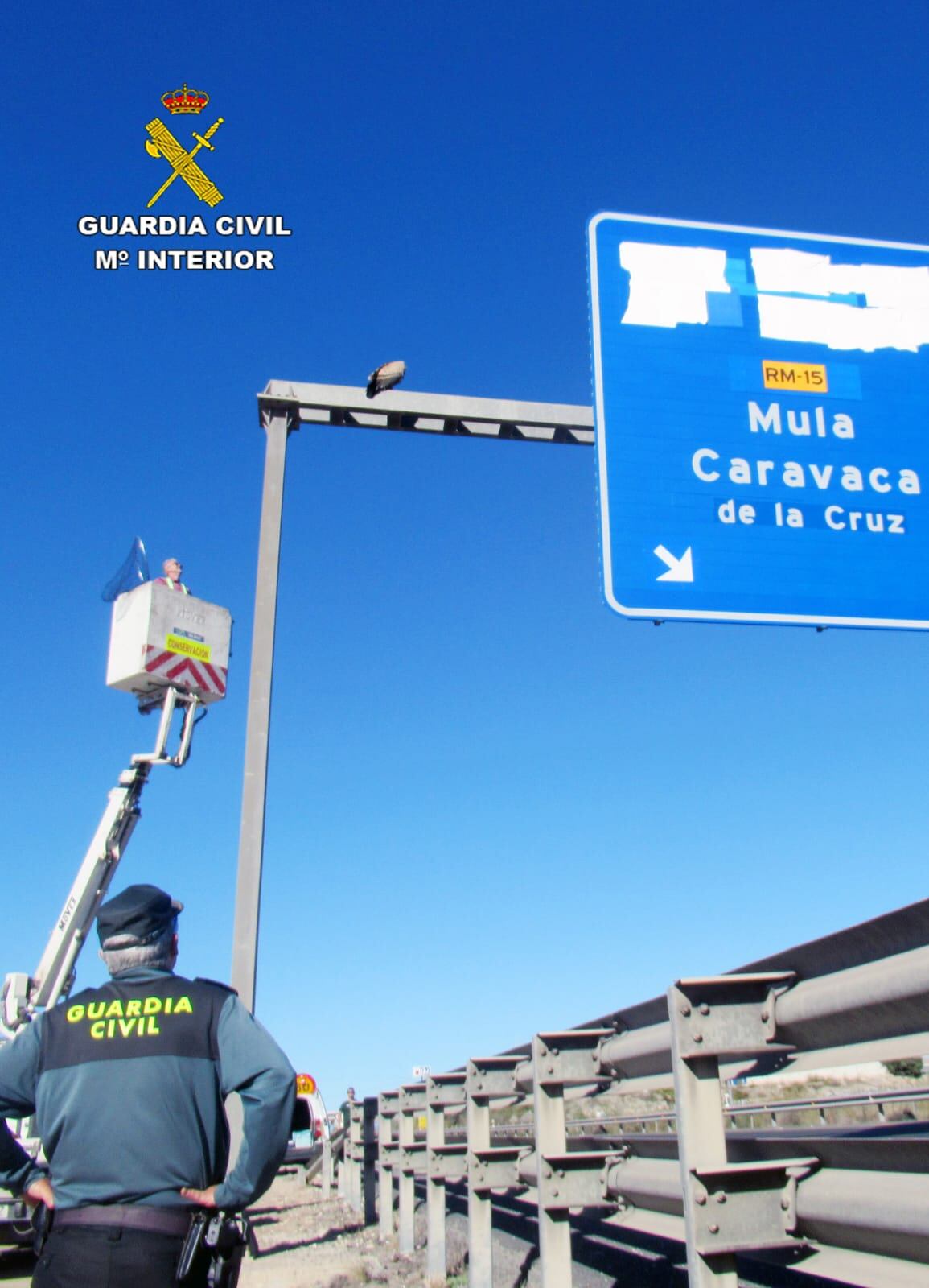 Rescate de un buitre leonado en la A30
