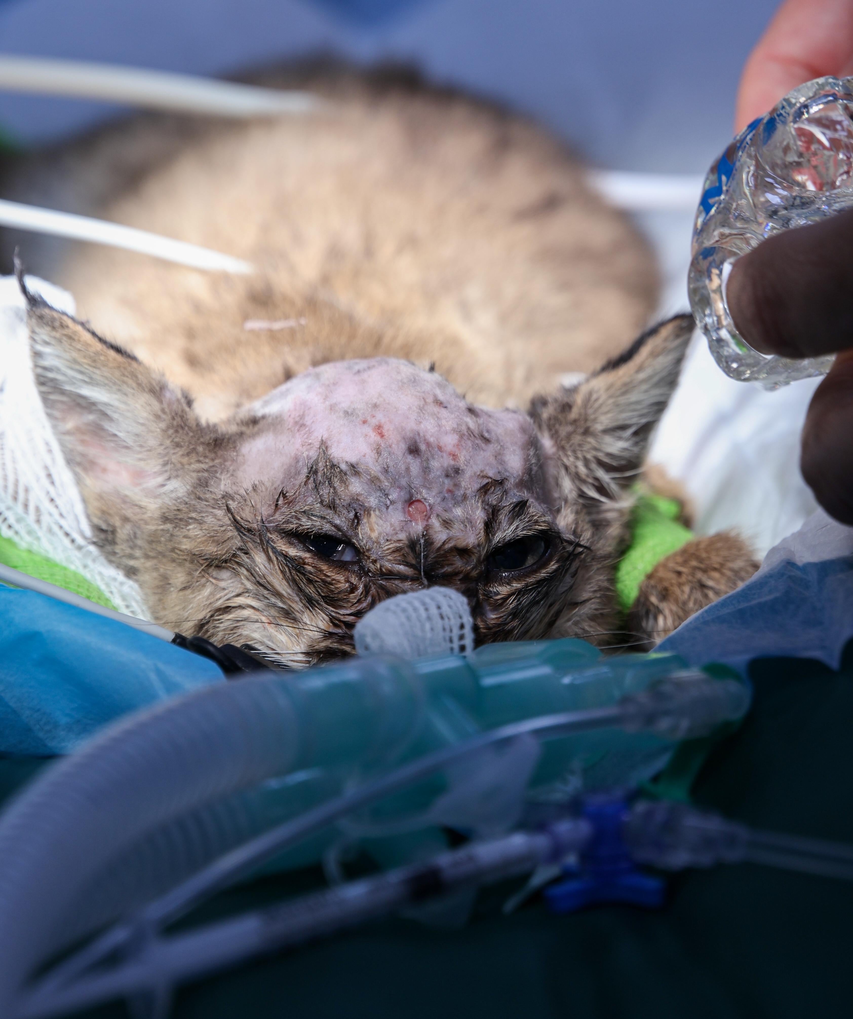 El lince ibérico durante la operación.