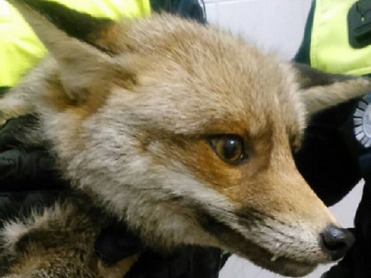 Un zorro en el Liceo