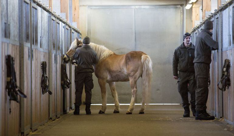 El Congreso de los Diputados respaldó este martes de forma mayoritaria la petición de Ciudadanos de reformar el Código Civil para reconocer a los animales de compañía como seres vivos dotados de sensibilidad y evitar, por ejemplo, que puedan ser embargabl