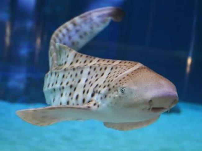 Tiburón cebra. Stegostoma fasciatum