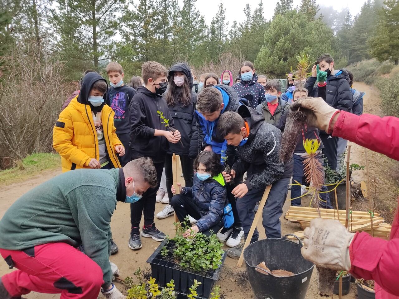 Los alumnos, replantando