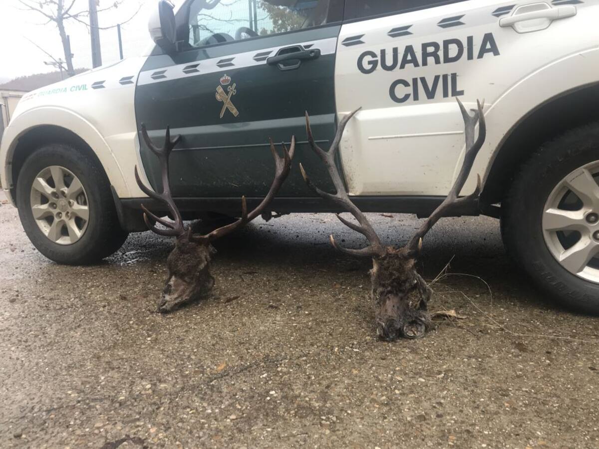 La Guardia Civil recupera tres cabezas de ciervo macho en Palencia