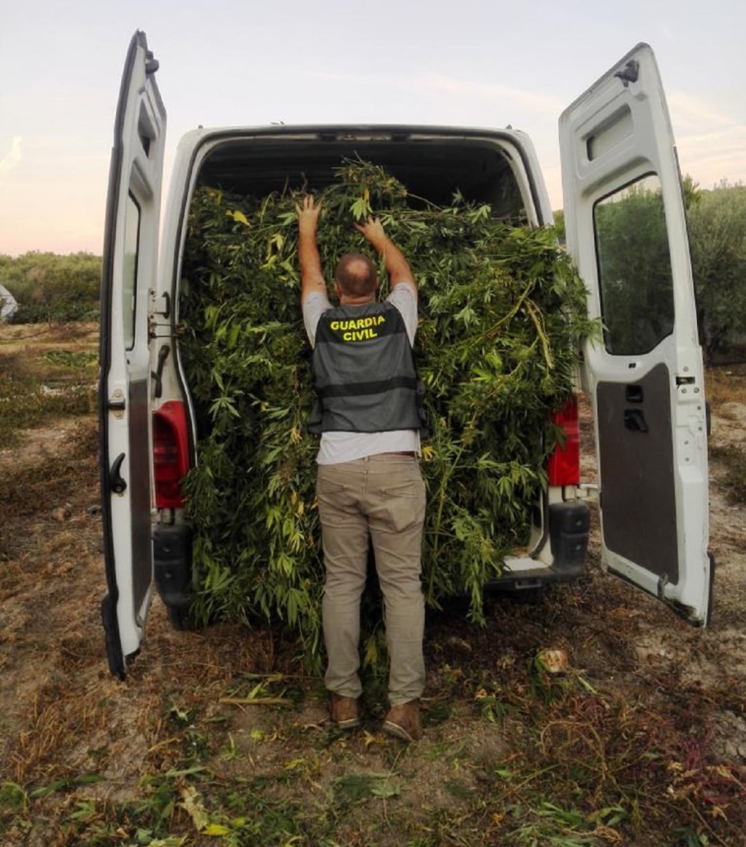 Un agente introduce las plantas incautadas en Villacarrillo dentro de una furgoneta para su traslado