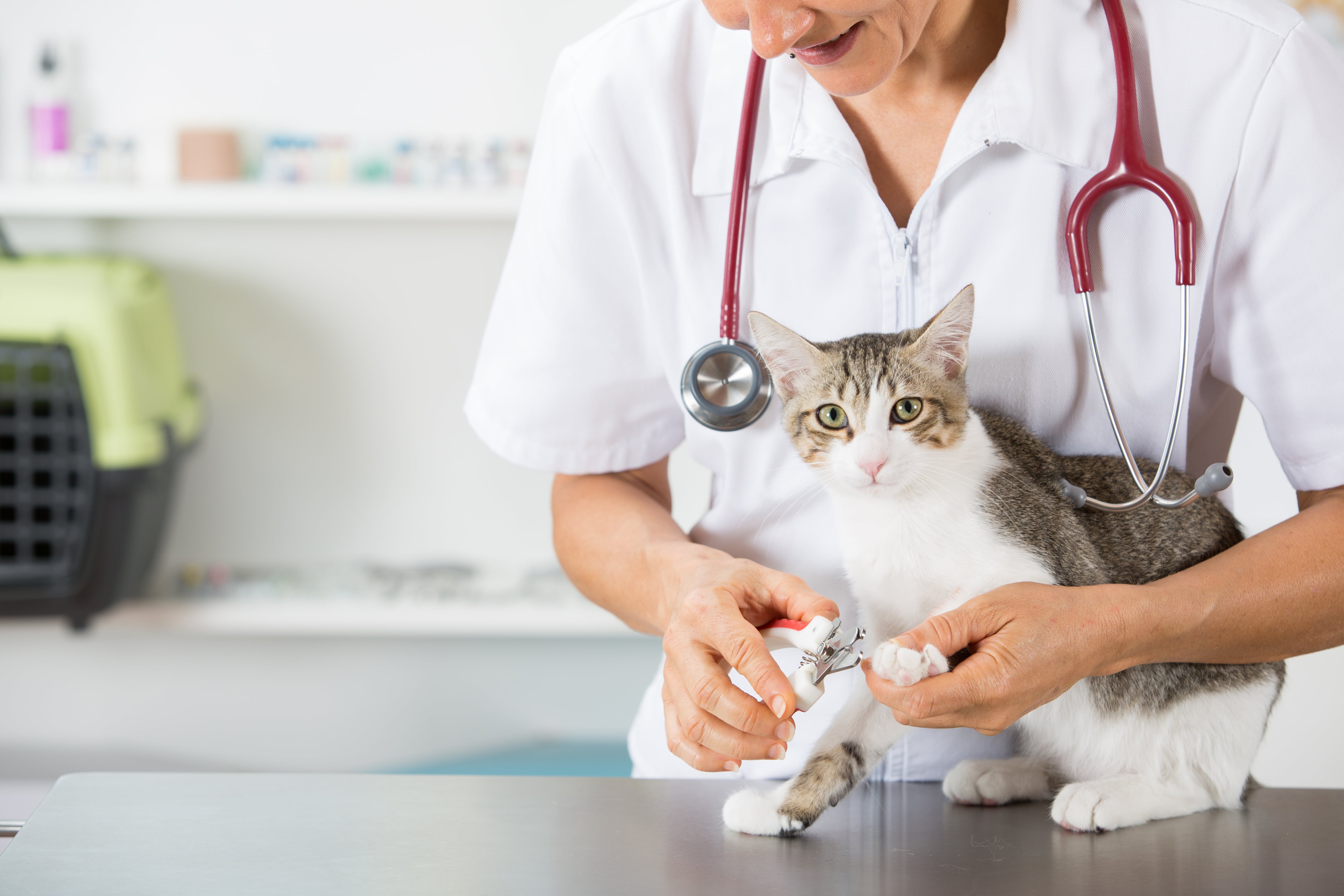 Una veterinaria atiende en la consulta a un gato