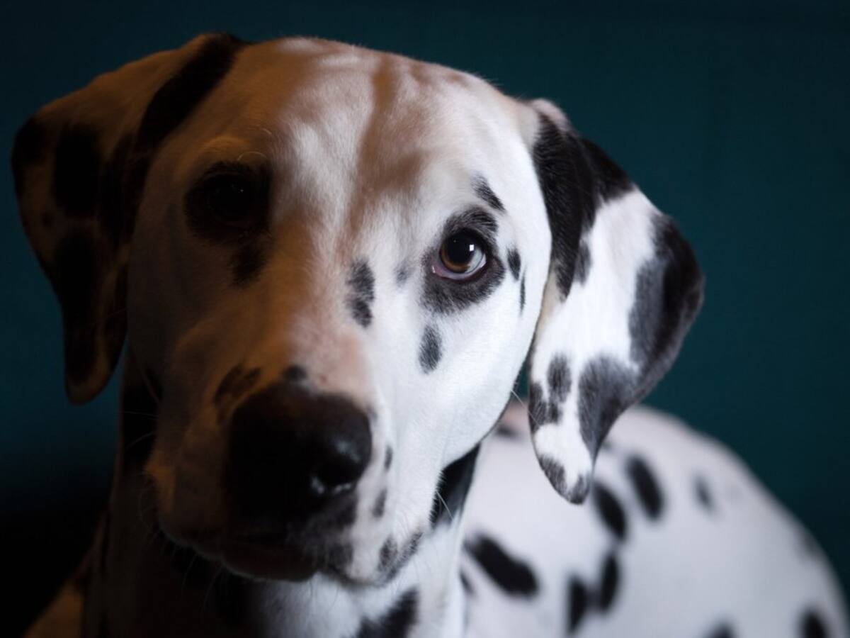 El dálmata activa su plan de 6 años para volver loco al pitbull de su dueño y este es el resultado