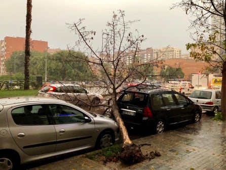 Caída de un árbol a consecuencia del temporal