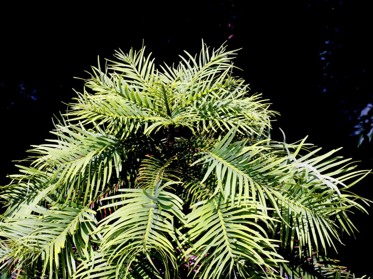 El pino Wollemi, una planta excepcional y misteriosa sacada de otro planeta