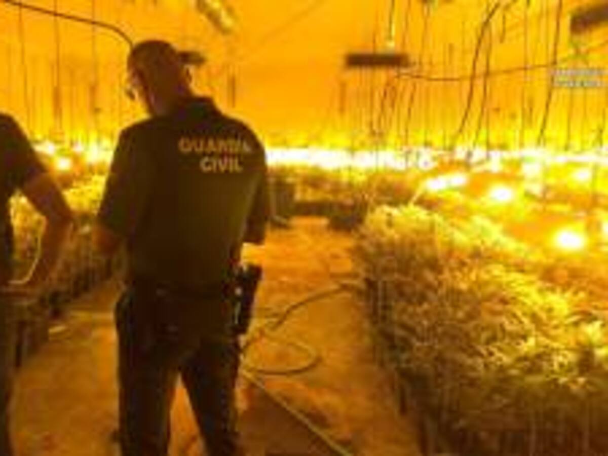 Tres detenidos como responsables de una plantación de marihuana en Jerez