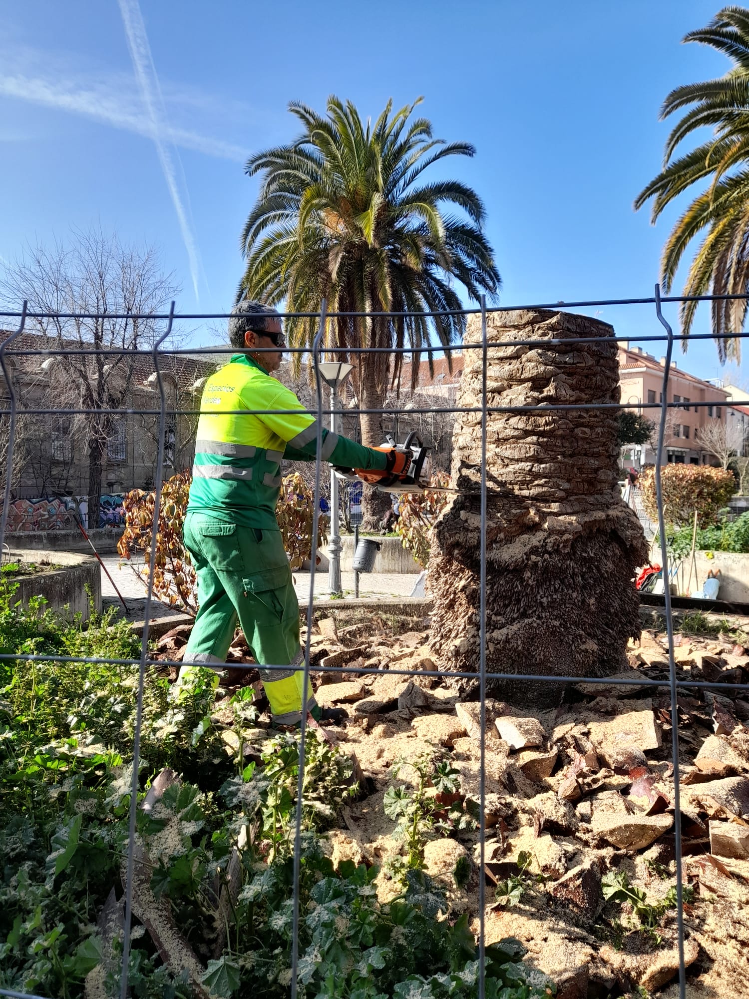 Los nuevos ejemplares se plantarán en la misma ubicación para mantener un icono municipal con más de 100 años de antigüedad