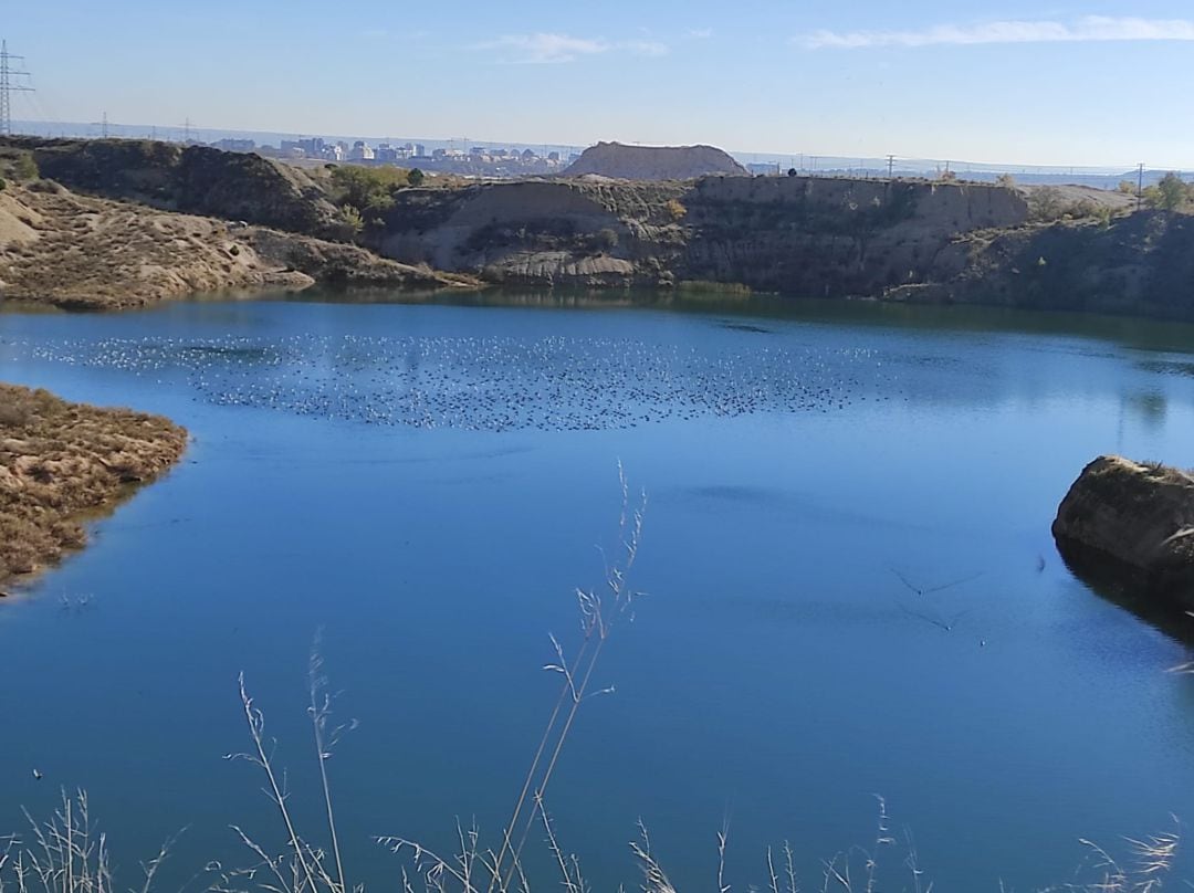 Las cigüeñas reposan en la laguna de Ambroz a principios de Noviembre 