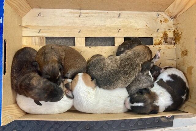 Mastines rescatados por la Guardia Civil en Baena